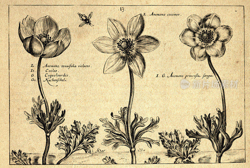 植物艺术印刷，细长叶海葵，开花植物，Crispin de Passe，复古插图，17世纪